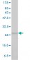 PSMA7 Antibody (monoclonal) (M01)